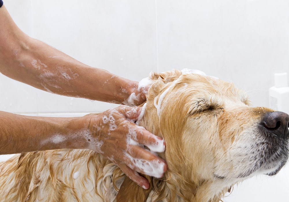 Dog Wash