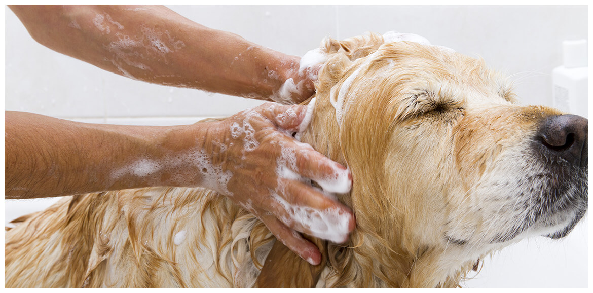 Car Wash and Dog Wash | Brisbane | Dog Wash Image