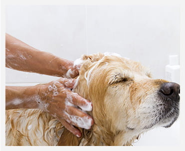 Dog-Wash.jpg