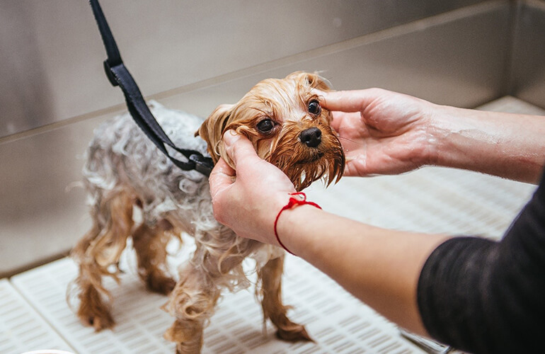 Advantages of a self-service dog wash